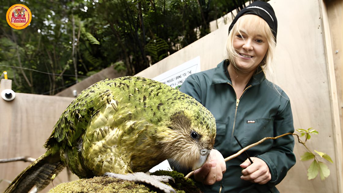 Kakapo Parrot